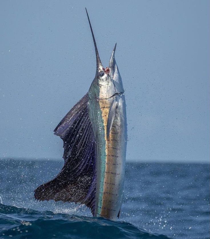 Pez vela saltando durante un tour de pesca deportiva
