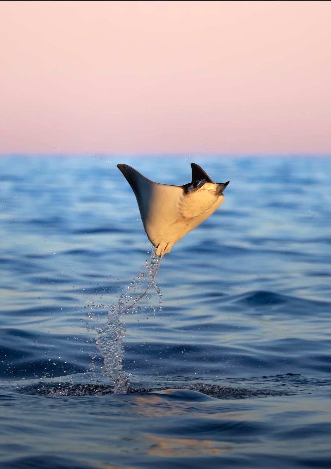 Manta raya emergiendo del océano con luz dorada