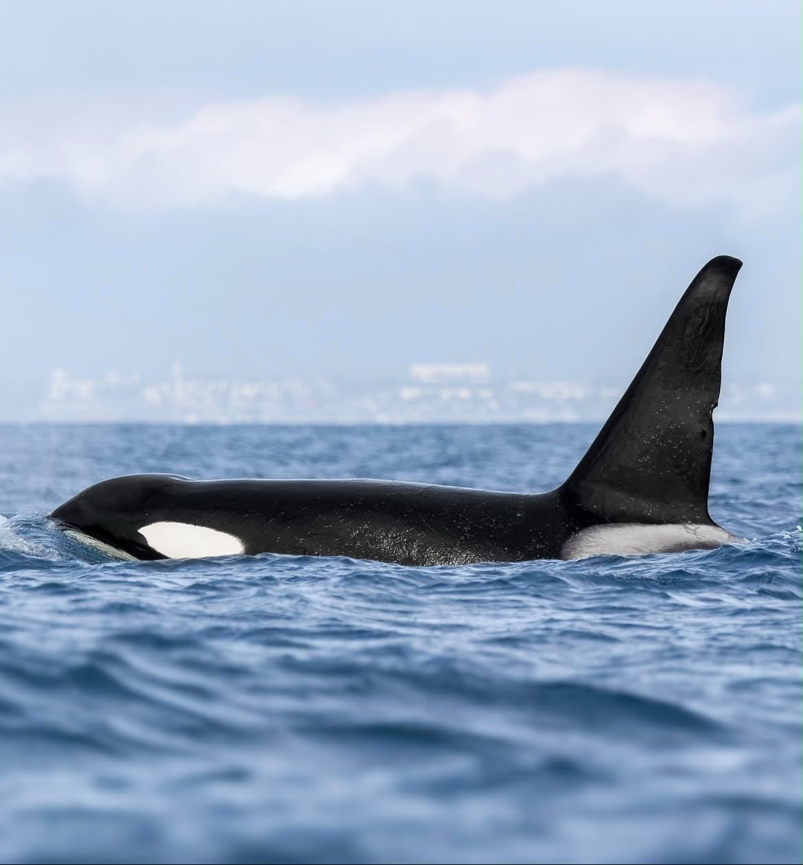 Orca nadando en mar abierto durante el avistamiento
