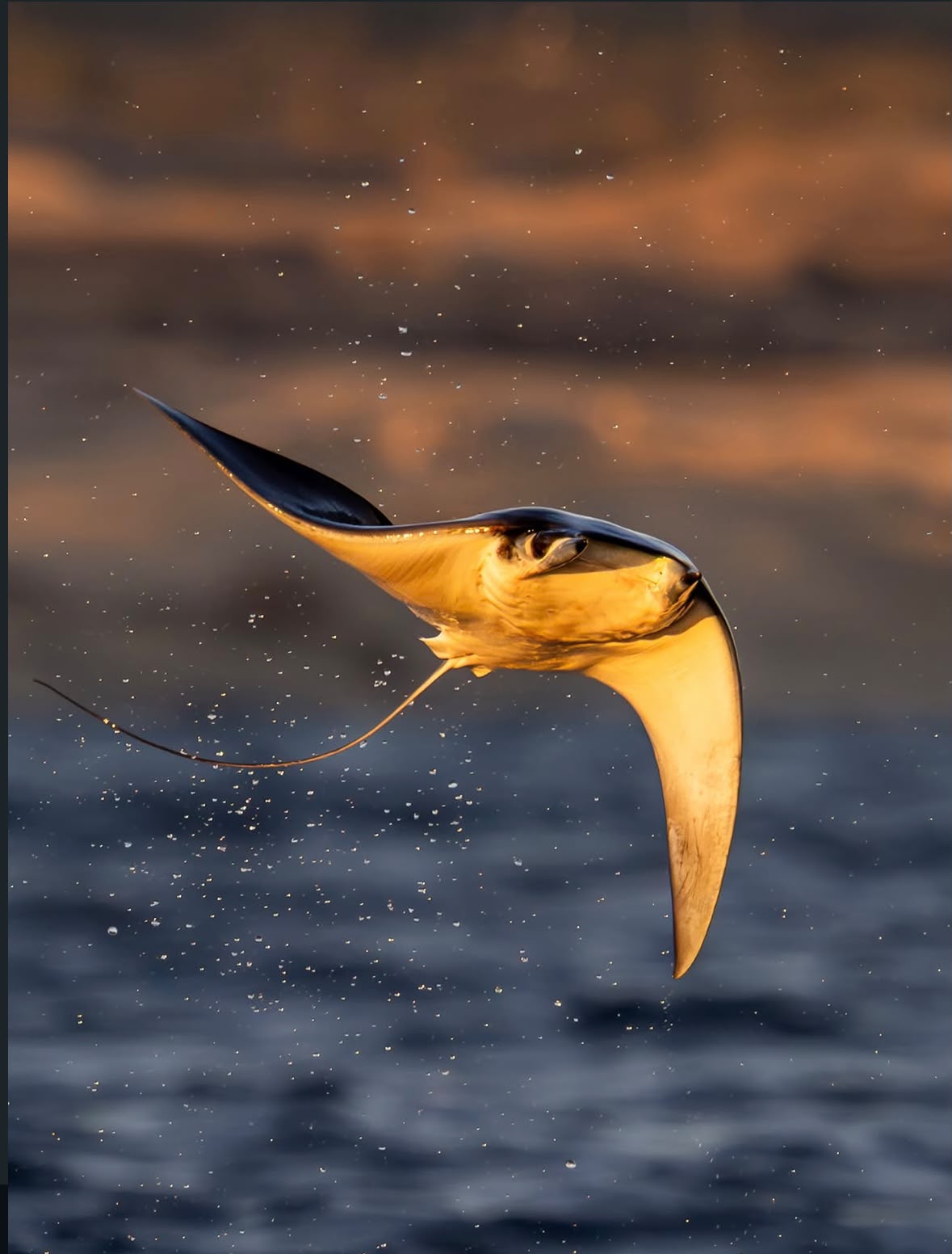 Manta raya volando sobre las olas al amanecer