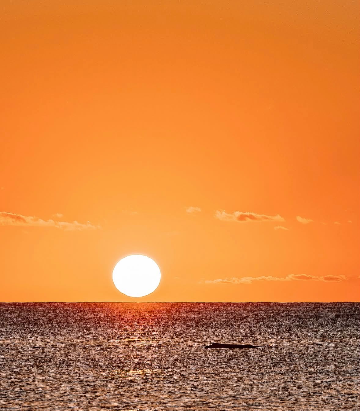 Ballena al atardecer con el sol sobre el horizonte