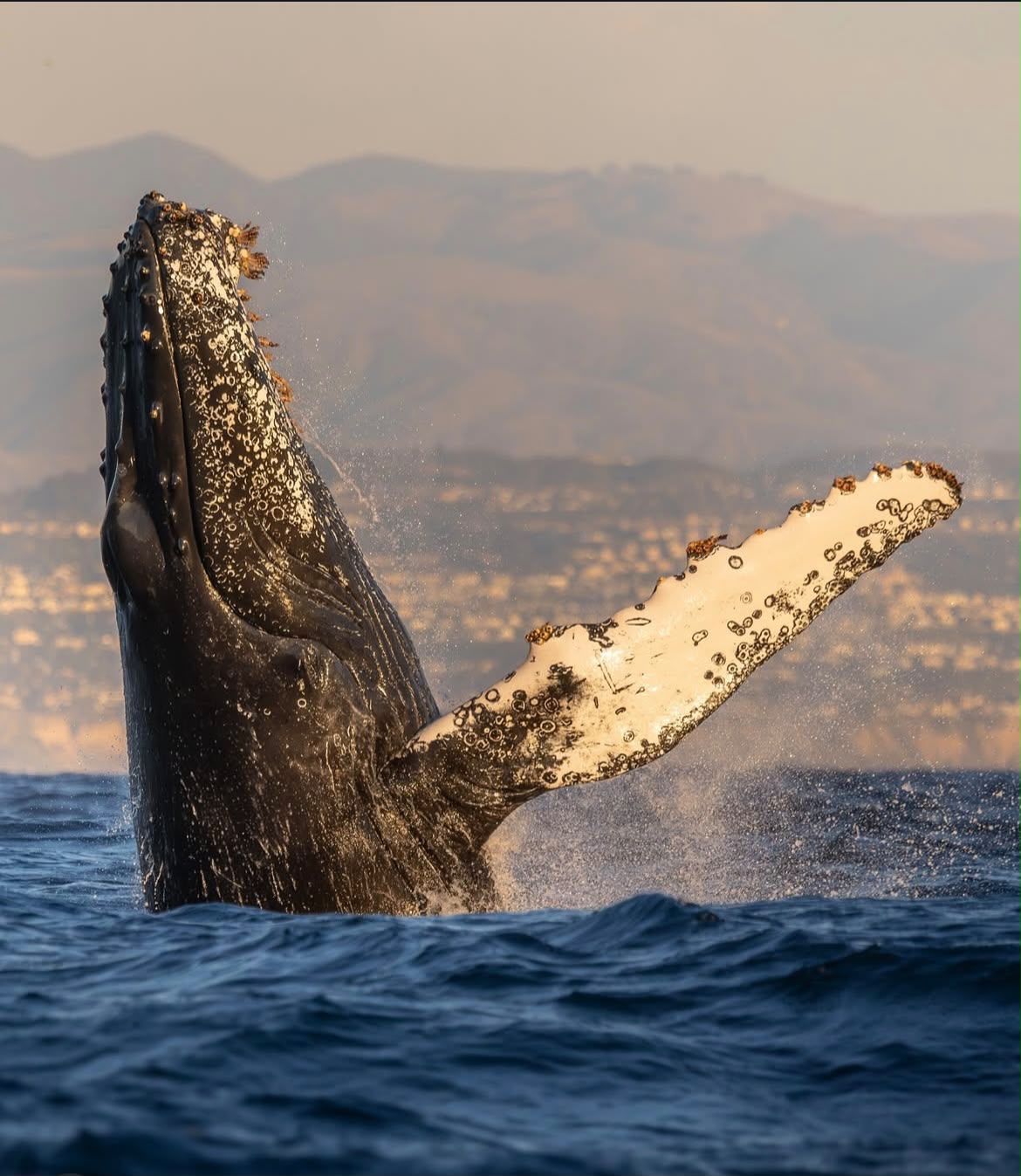 Ballena jorobada saltando fuera del agua